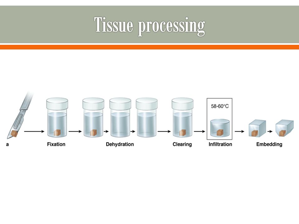 What Is Section Cutting In Histopathology